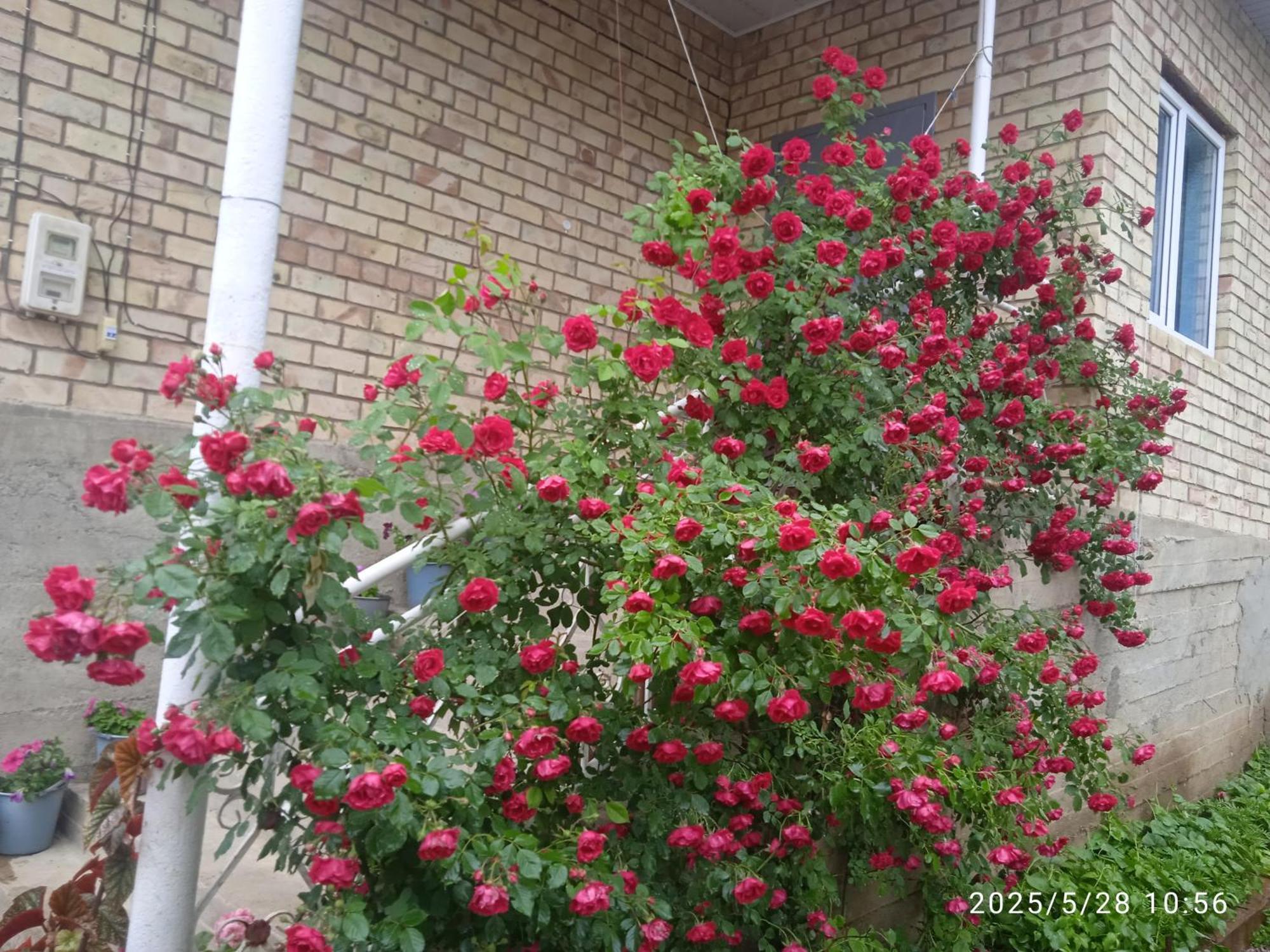 Guest House Kyzyl Alma Arkit Zewnętrze zdjęcie